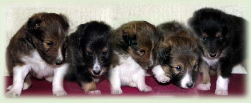 f_puppies