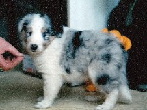 male_1