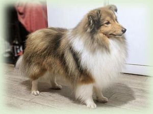 bartholomew