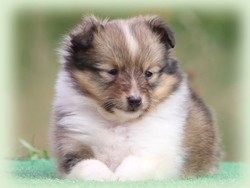 bonnie_tyler