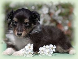 chiquitita