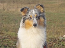 clarabella