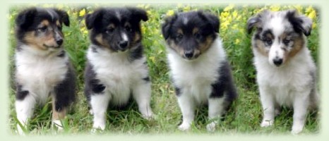 puppies_dante-vispa