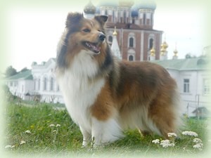 darina