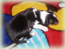 e-pup