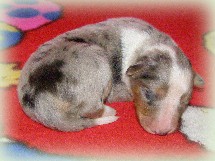 e-pup
