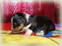 e-pup