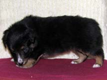 filibuster