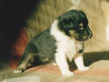 male