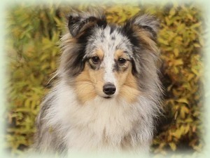 happiness