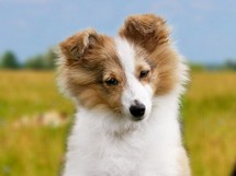 puppies