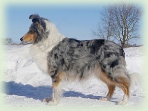 jay_way_blue