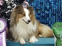 lundecocks