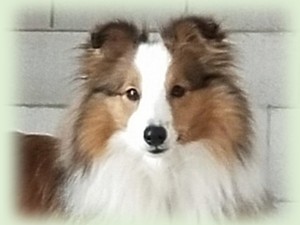 lundecocks
