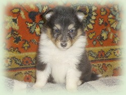 malory