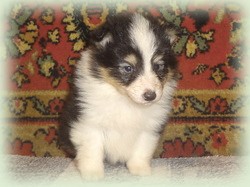 marzena