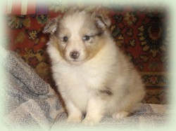 merlin
