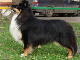 olster