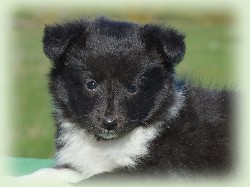onyx_star