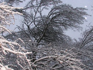 peizaji