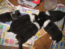 puppies