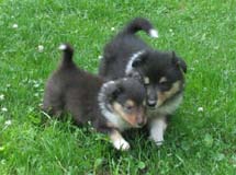 puppies