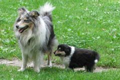 puppies