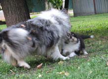 puppies