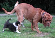 puppies