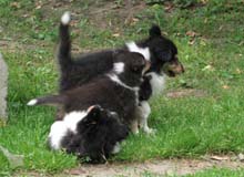 puppies