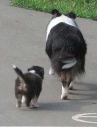 puppies