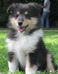 puppies