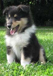 puppies