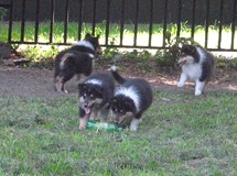 puppies