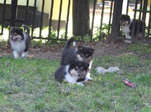 puppies