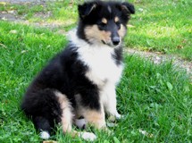 puppies