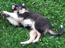 puppies