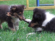 puppies