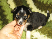 puppies