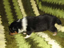 puppies