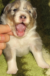puppies