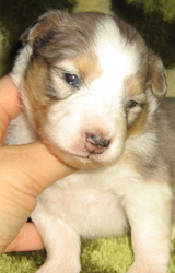 puppies