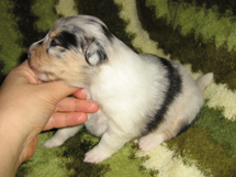 puppies