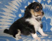puppies