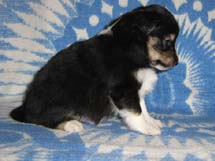 puppies
