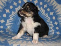 puppies