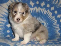 puppies