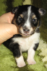 puppies
