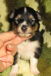 puppies