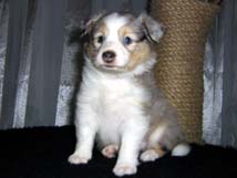 puppies